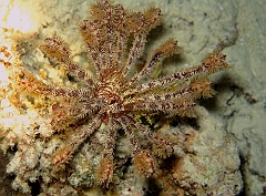 IMG_0801rf_Maldives_Madoogali_Plongee 7_House reef_Crinoide